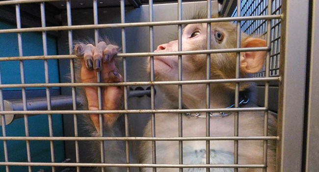 Macachi rinchiusi in laboratorio, i loro sguardi sembrano chiederci: è davvero necessario?