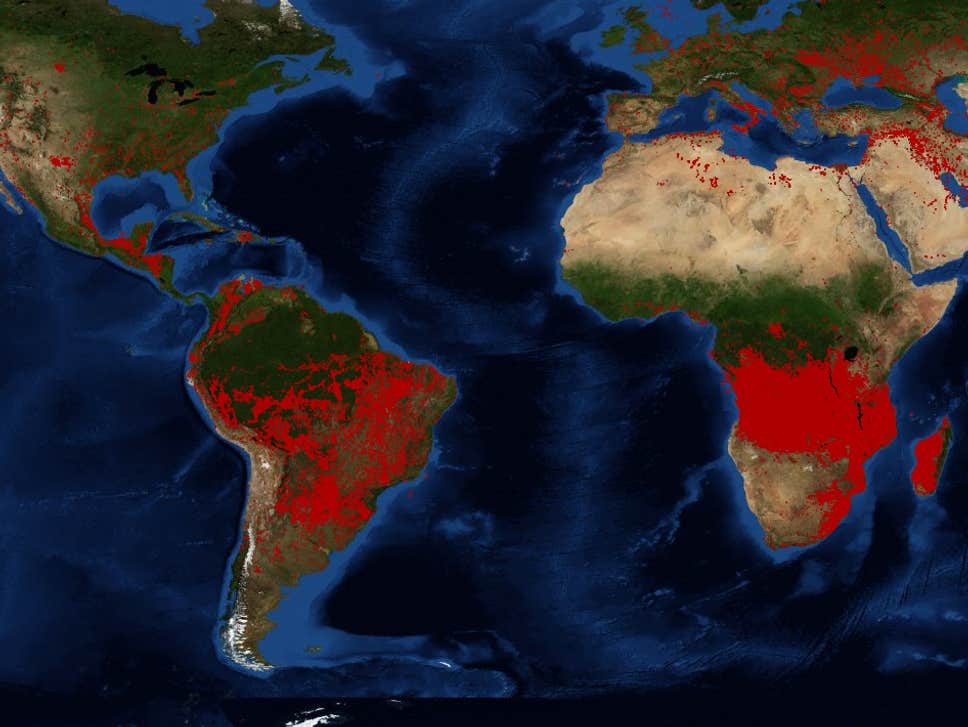 Le foreste della Terra stanno andando a fuoco