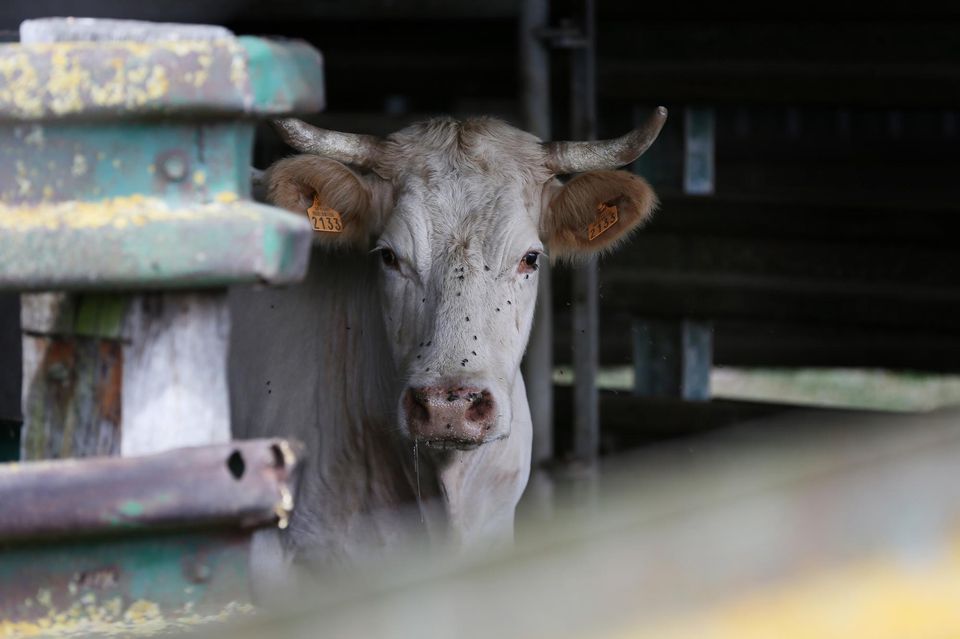 Perché continuiamo a mangiare carne?
