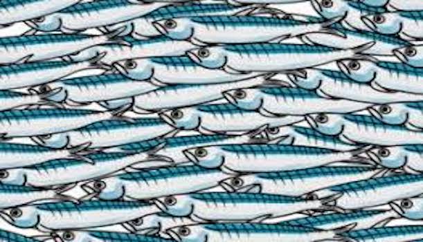 SARDINE: NON ABBOCCARE, NON ACCREDITARE, SMASCHERARE