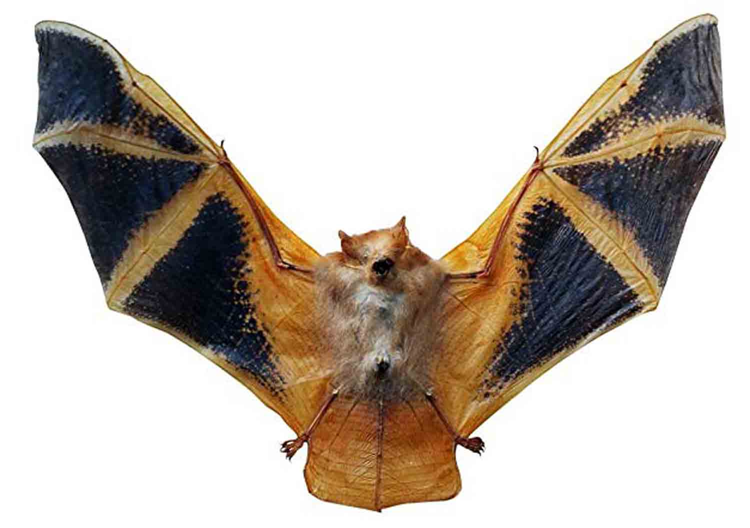 Coronavirus: la guerra dei pipistrelli