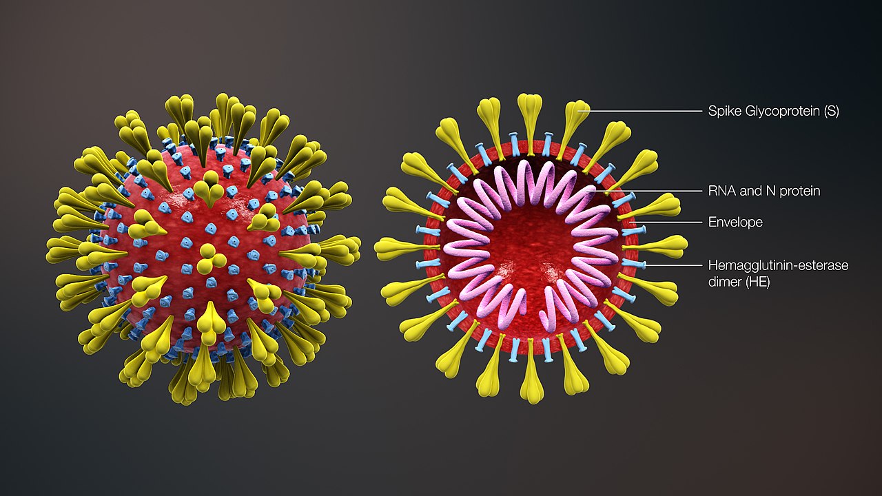 Coronavirus – I fallimenti dei governi occidentali e le possibili terapie