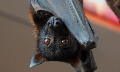 BATS? WUHAN MARKET? UNA STORIA CHE NON REGGE PIU'.