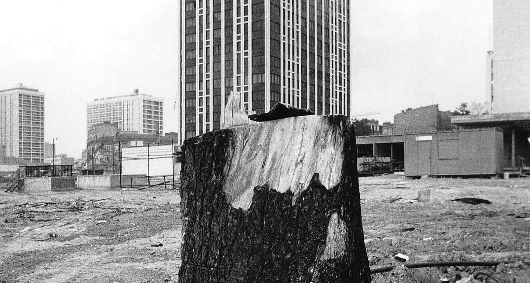 Robert Doisneau - Albero che diventa un grattacielo