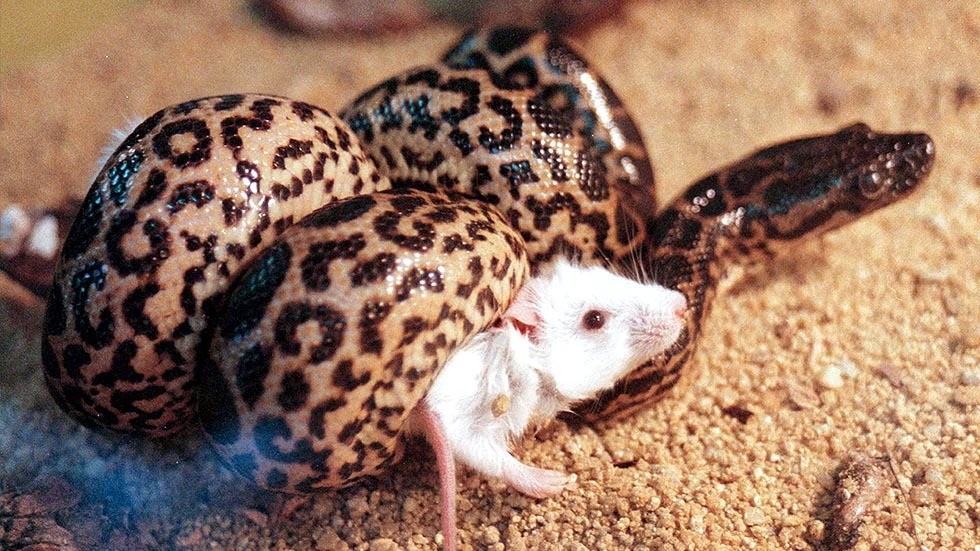 La moderna macchina da guerra americana uccide più come un pitone che come una tigre