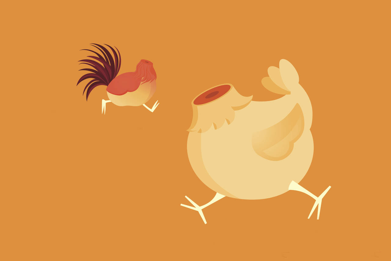 Il pollo senza testa e l’orso