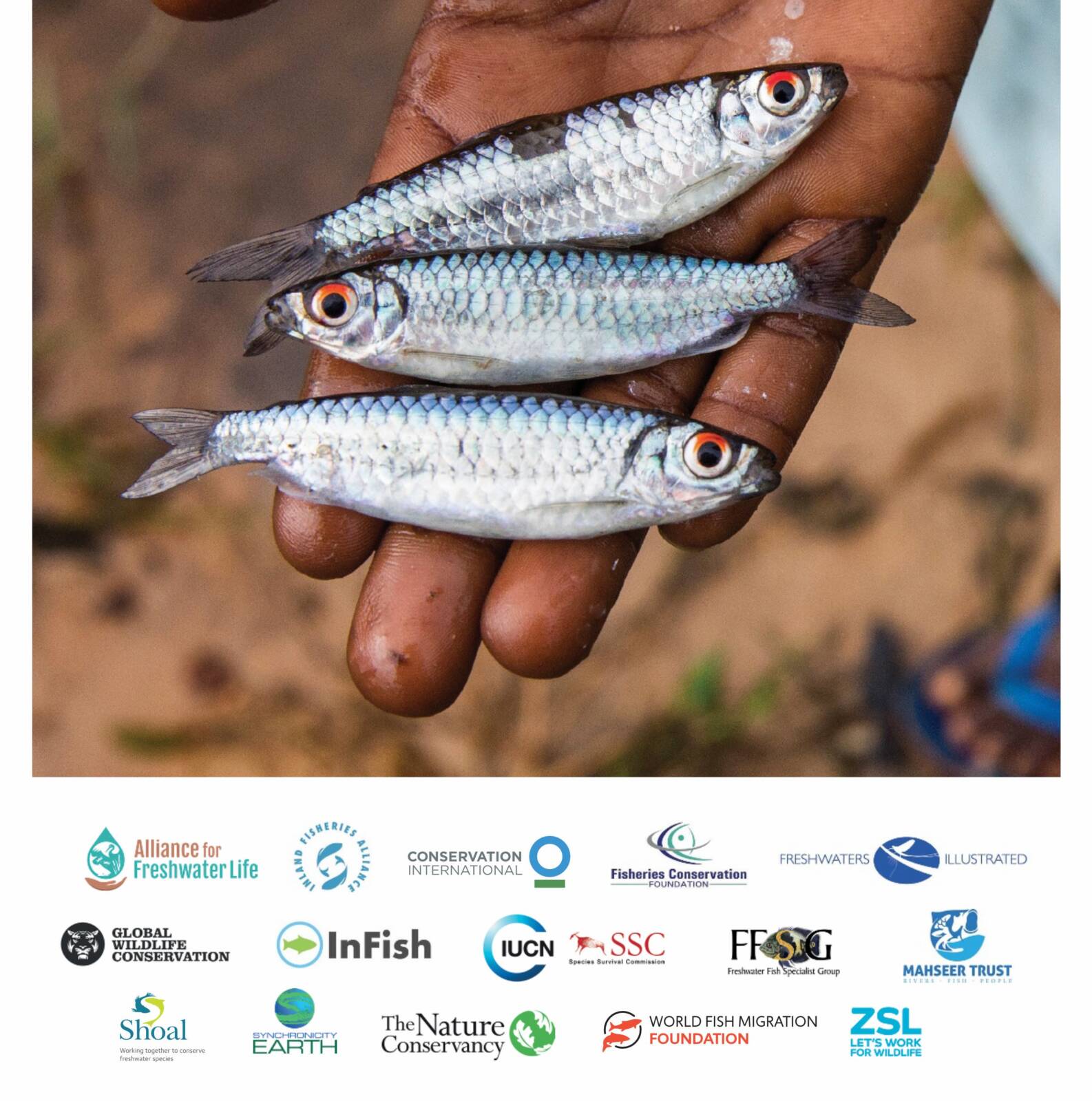 World’s forgotten fishes