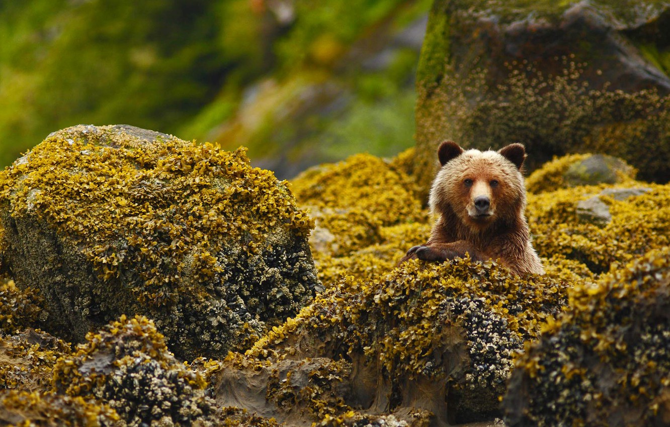 orso risvegliato dal letargo invernale