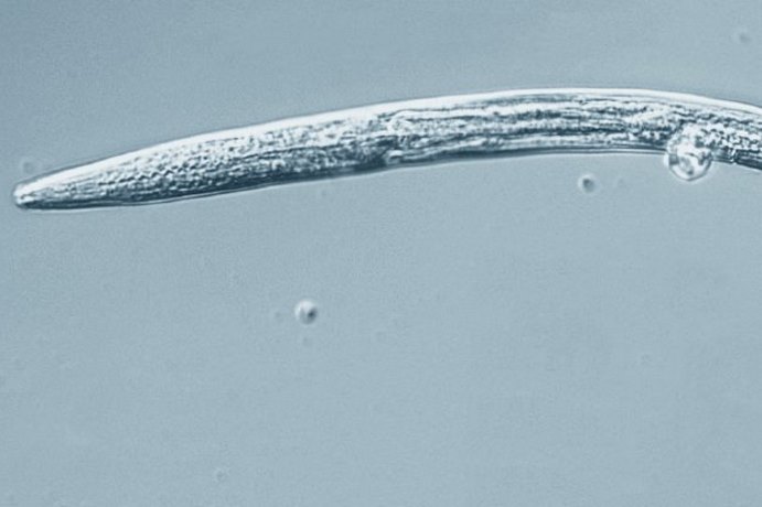 russia-nematode-crioconservazione