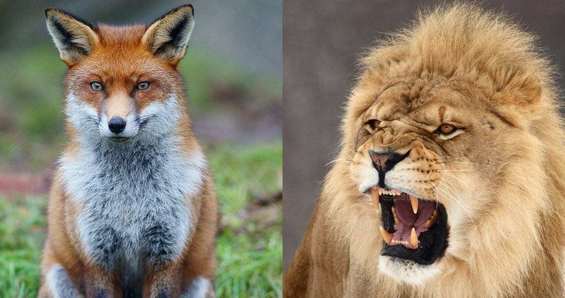 volpe e leone