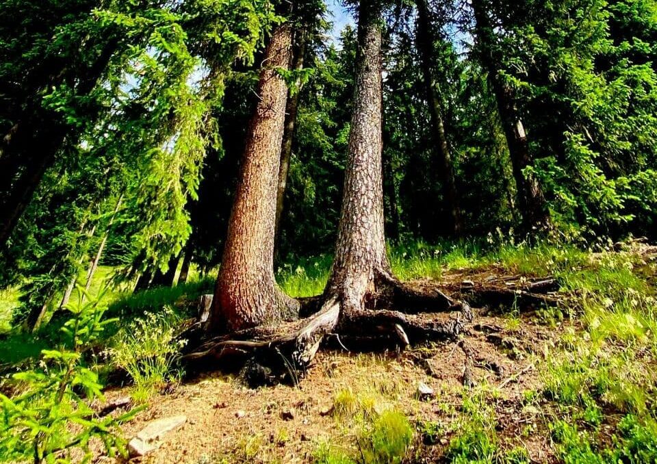 Alberi
