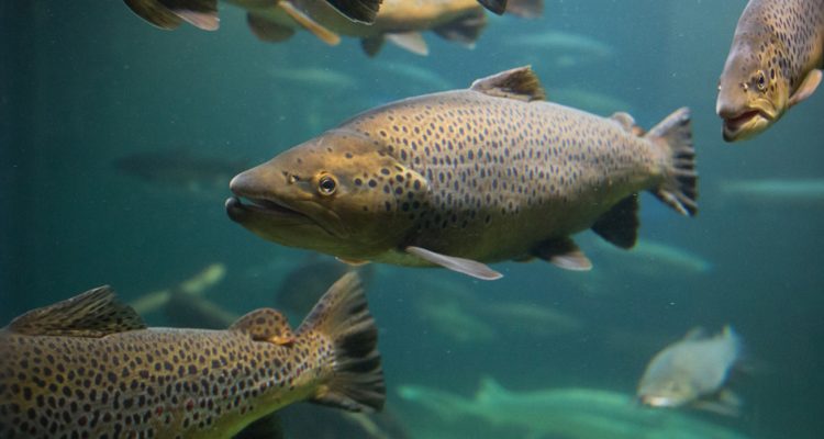 salmoni-argentina-vieta-allevamento-primo-paese-mondo