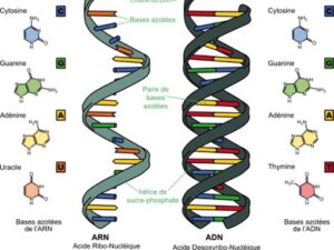 dna