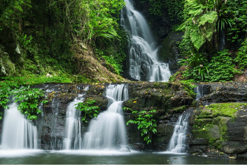foresta pluviale nativi australia