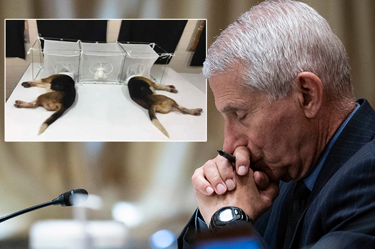 Fauci dev'essere licenziato e arrestato
