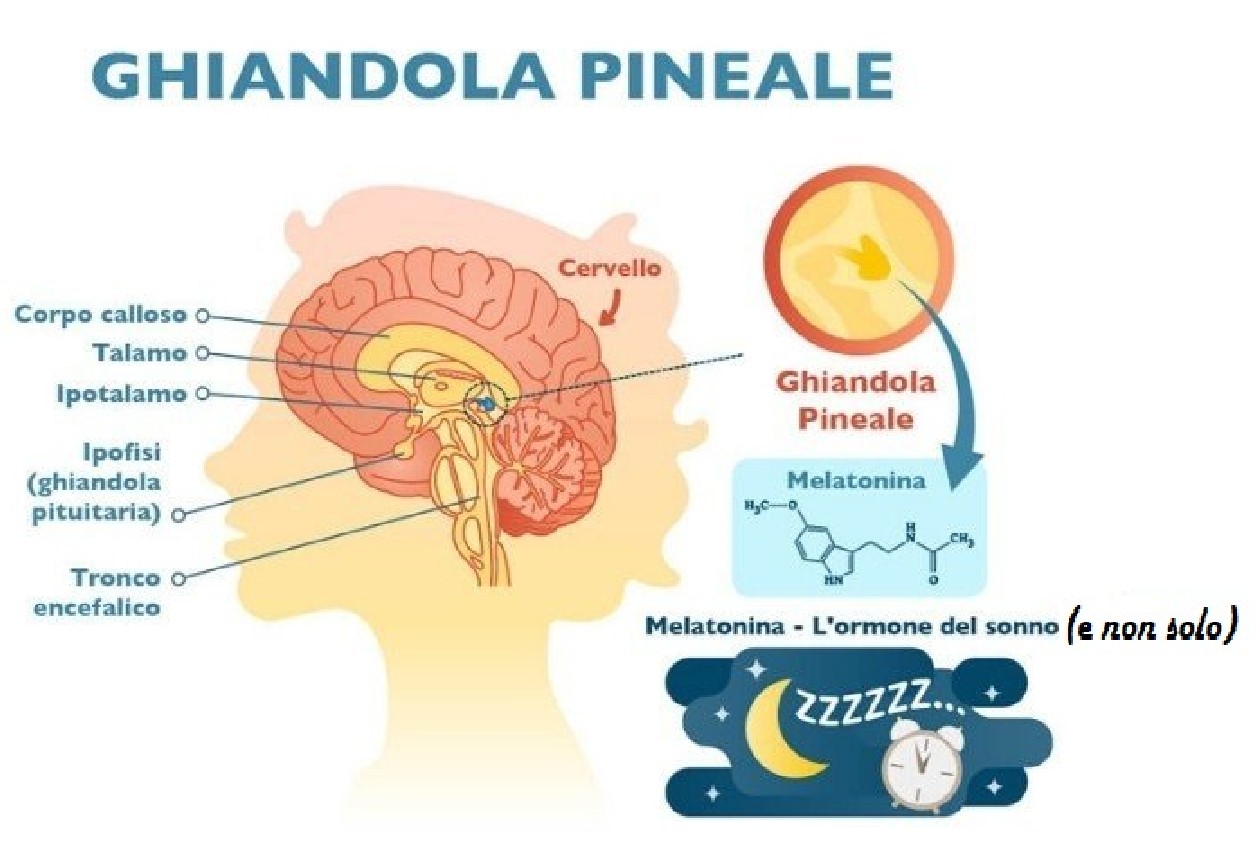 La melatonina riduce trombosi, sepsi e mortalità Covid