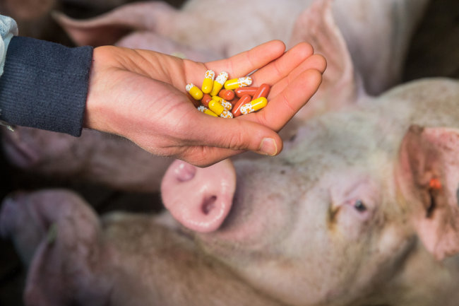 antibiotici allevamenti intensivi europa
