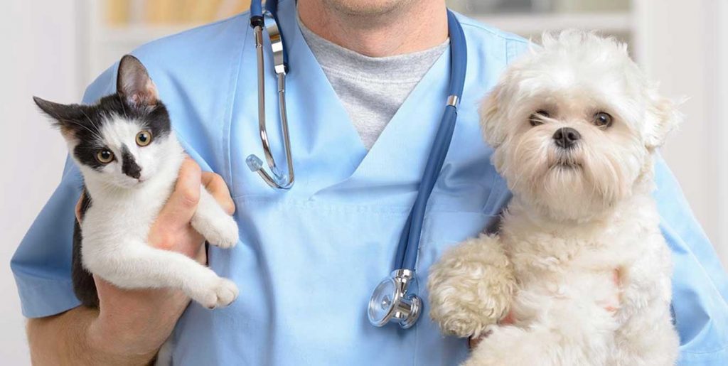 lettera all'ordine dei veterinari