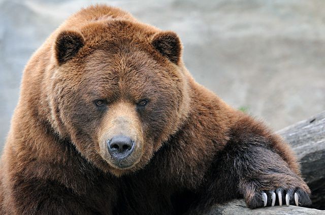 Volevano farlo infuriare? Questa volta ci sono proprio riusciti