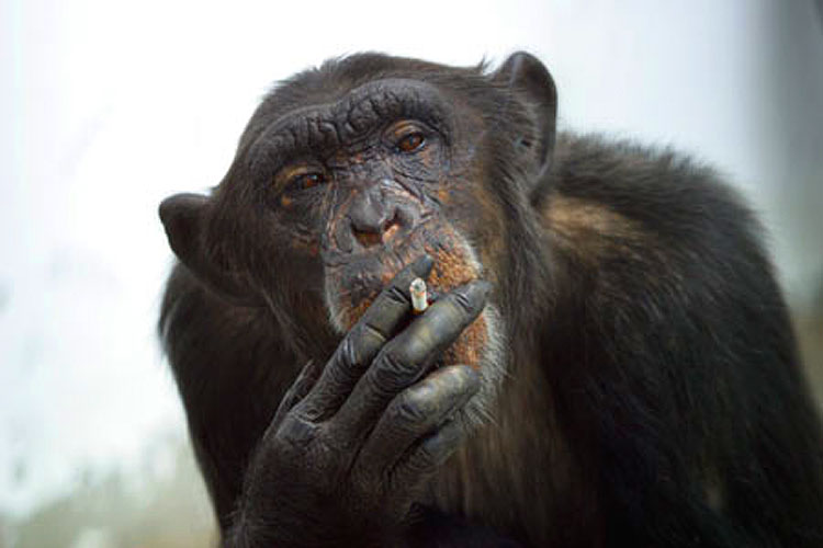 Attenti al gorilla