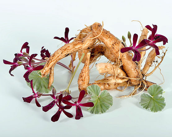 pelargonium sidoides per infezioni respiratorie e covid