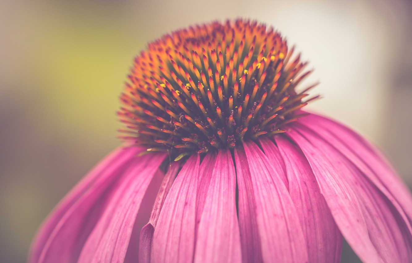 echinacea, potente rimedio