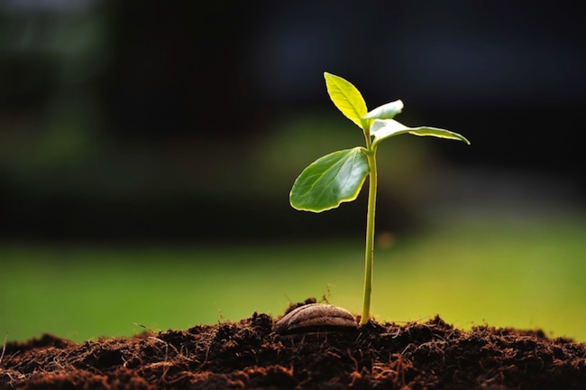 Il microbo è nulla, il terreno è tutto. Costruisci il miglior terreno
