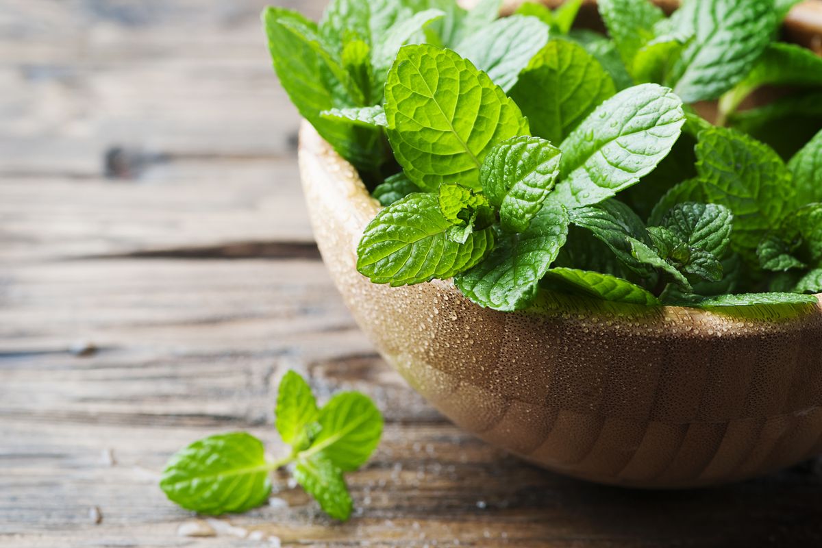 Menta, virtuosa aromatica in cucina e per la salute