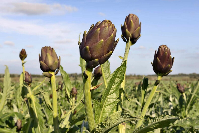 Carciofo, un aiuto per detossificare il fegato a primavera