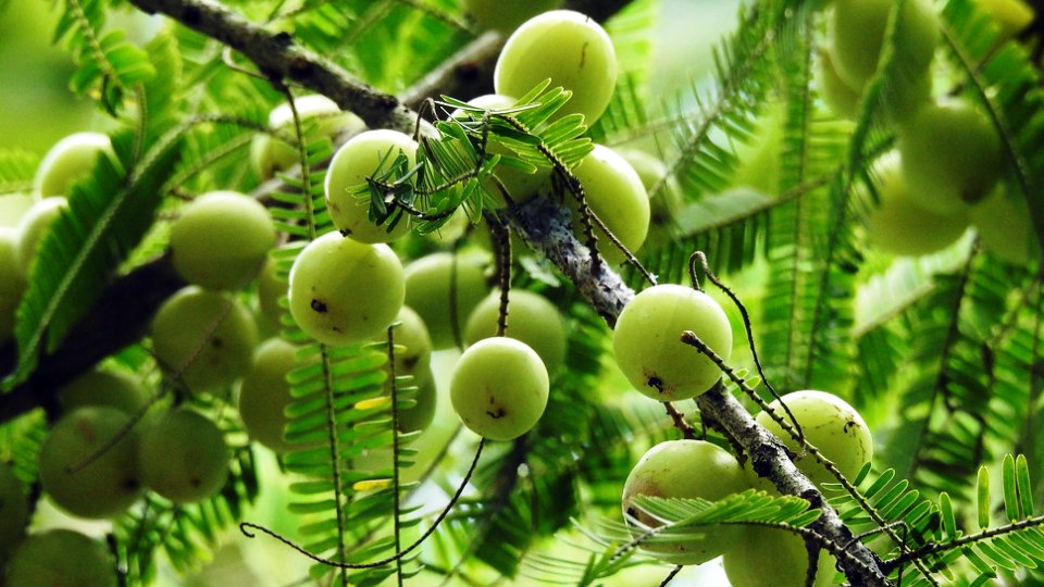 Amla o Emblica Officinalis o Phyllantus emblica