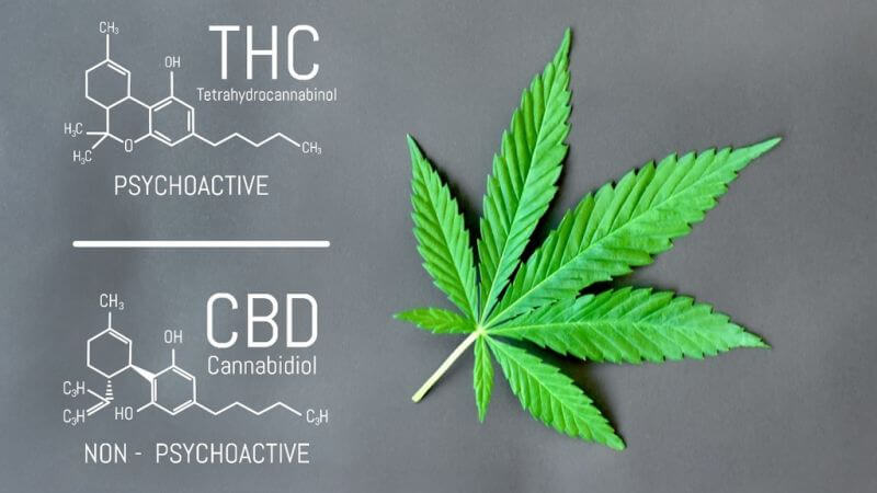 Cannabis risorsa importante per la cura di gravi patologie