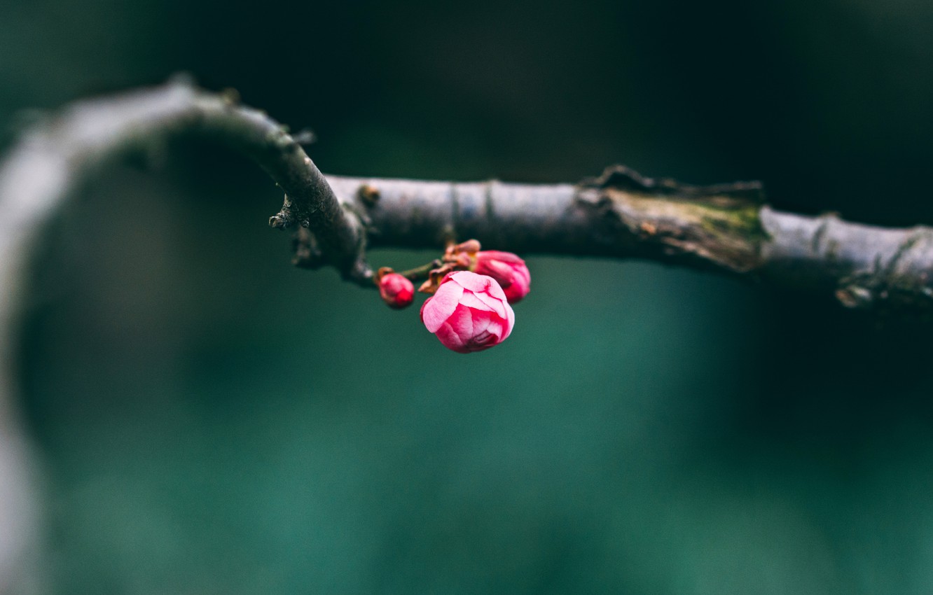 Quattro buoni propositi per la primavera