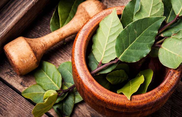 Alloro, tante proprietà non solo in cucina