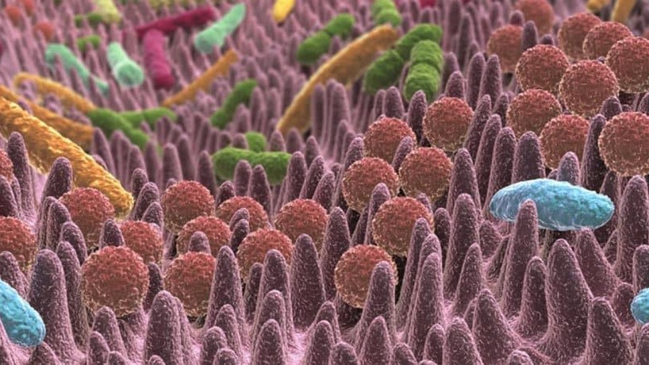 Non sei tu a scegliere cosa mangiare, ma i batteri del tuo intestino