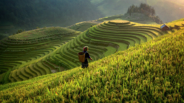 Vietnam sicurezza alimentare