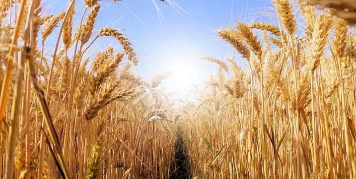Il grano non manca: ci speculano e mentono le Quattro Sorelle del Cibo