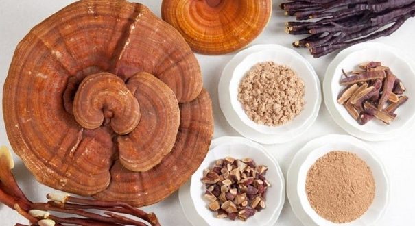 Funghi officinali, preziosa risorsa per la salute