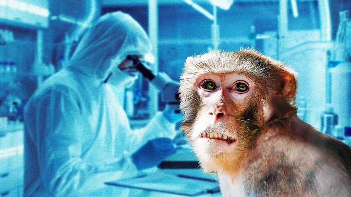 Vaiolo scimmie, Oms: Emergenza sanitaria mondiale