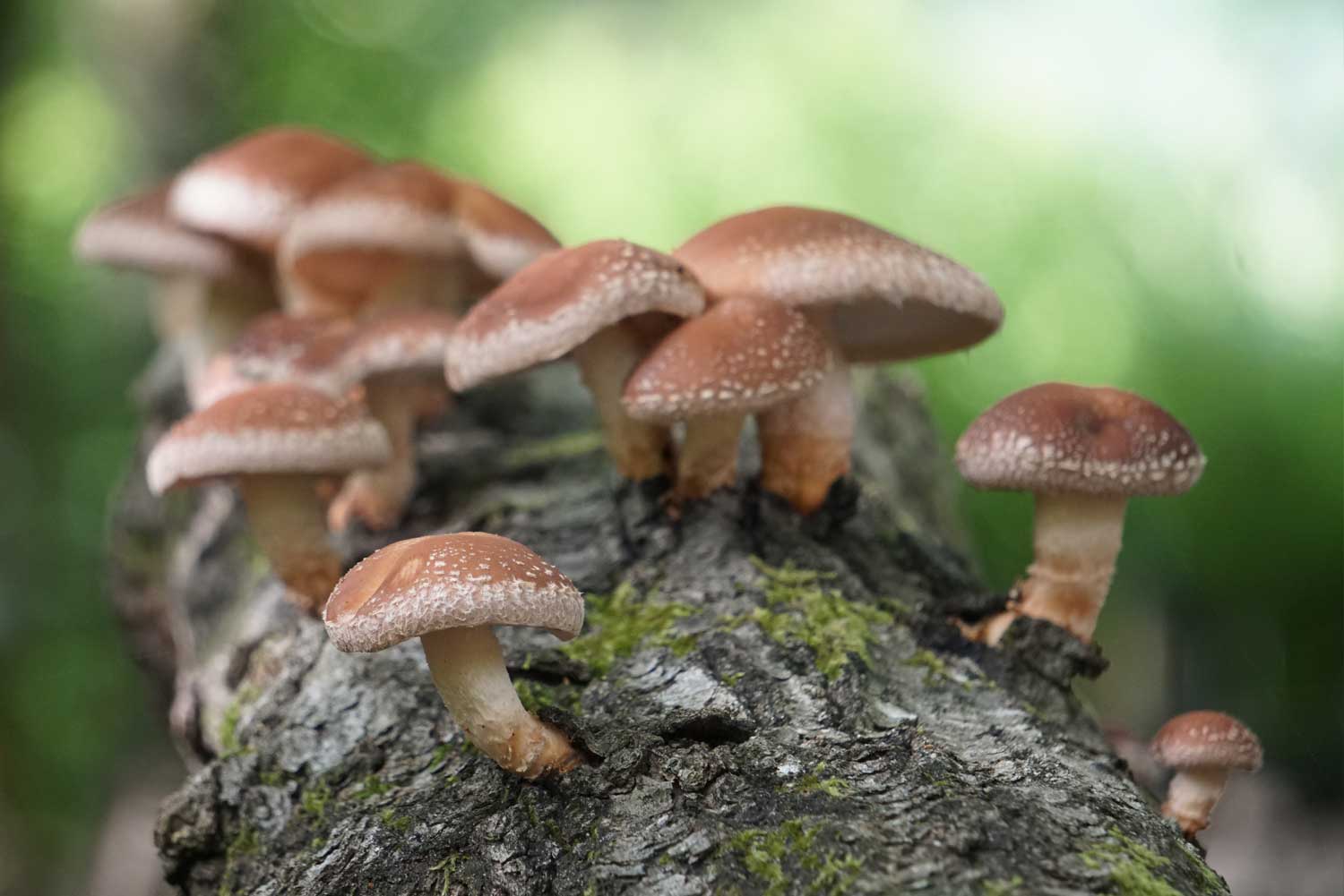 Fungo Shiitake favorisce eliminazione dell’infezione da Human Papilloma Virus (HPV)