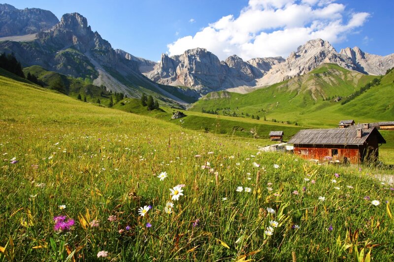 Più di un fiore