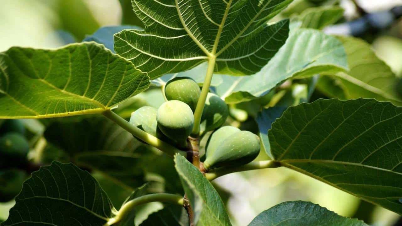 Decotto di foglie di fico per la dermatite atopica: studio giapponese evidenzia utilità