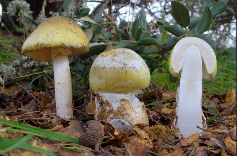 Il "sottobosco" del Potere