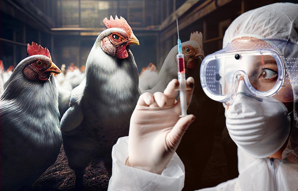 mRNA animali carne