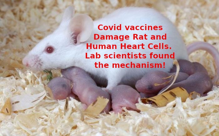 Uno studio sui miocardiociti umani e di ratto svela un ulteriore meccanismo con cui i vaccini COVID danneggiano il cuore