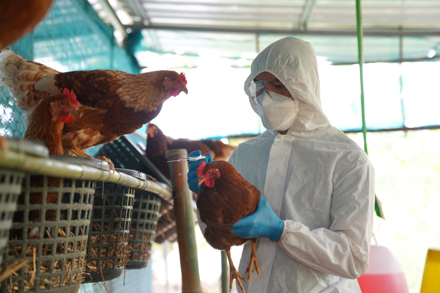 Il recente decesso per "influenza aviaria" ricorda tanto la Covid