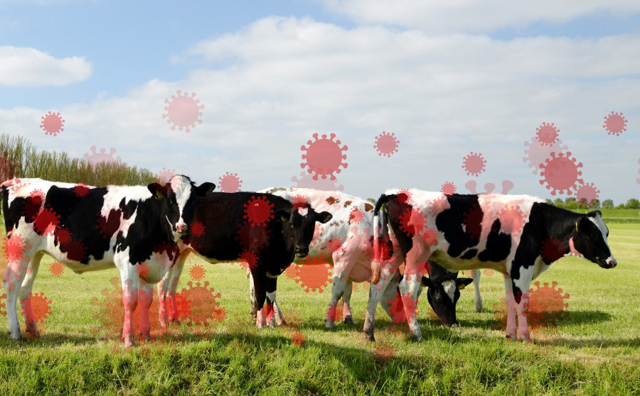 L'influenza aviaria sta per entrare nella fase dei "test di massa"