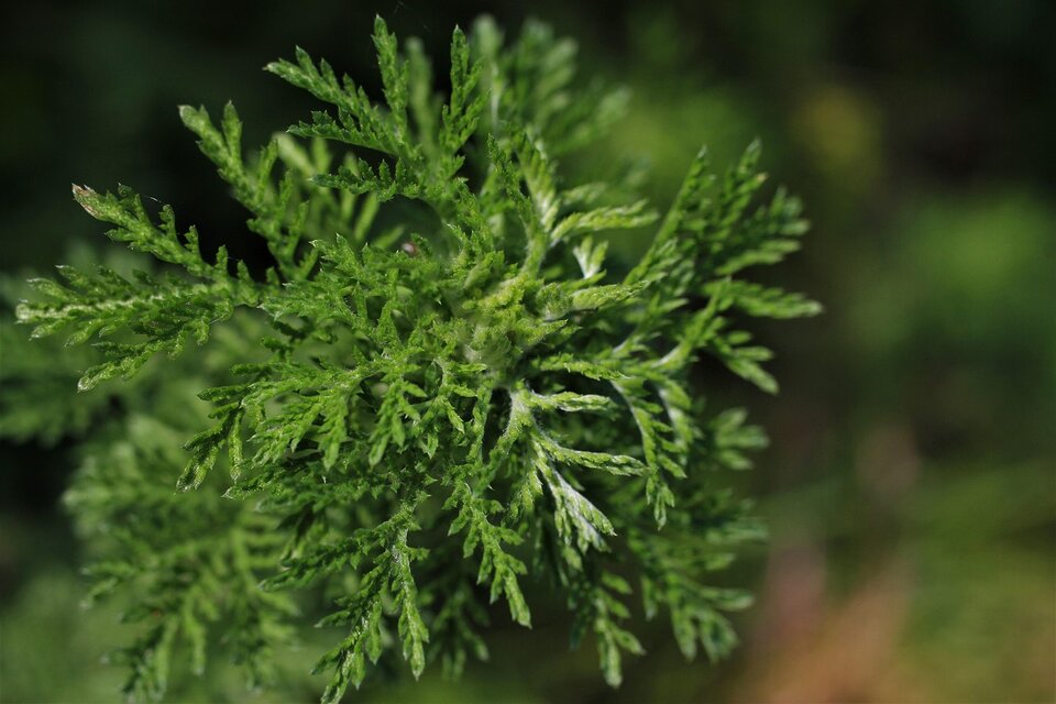Capacità antitumorale dell’Artemisia Annua