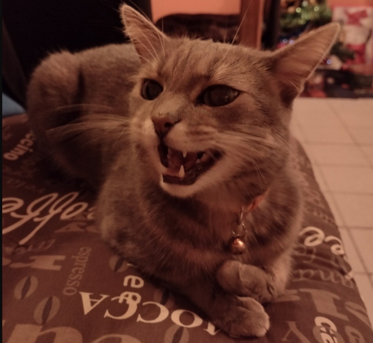 irinas_cat
