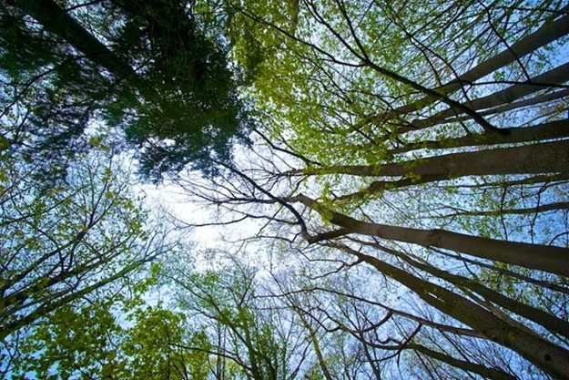IL BOSCO, LA FAMIGLIA E LA SOCIETÀ
