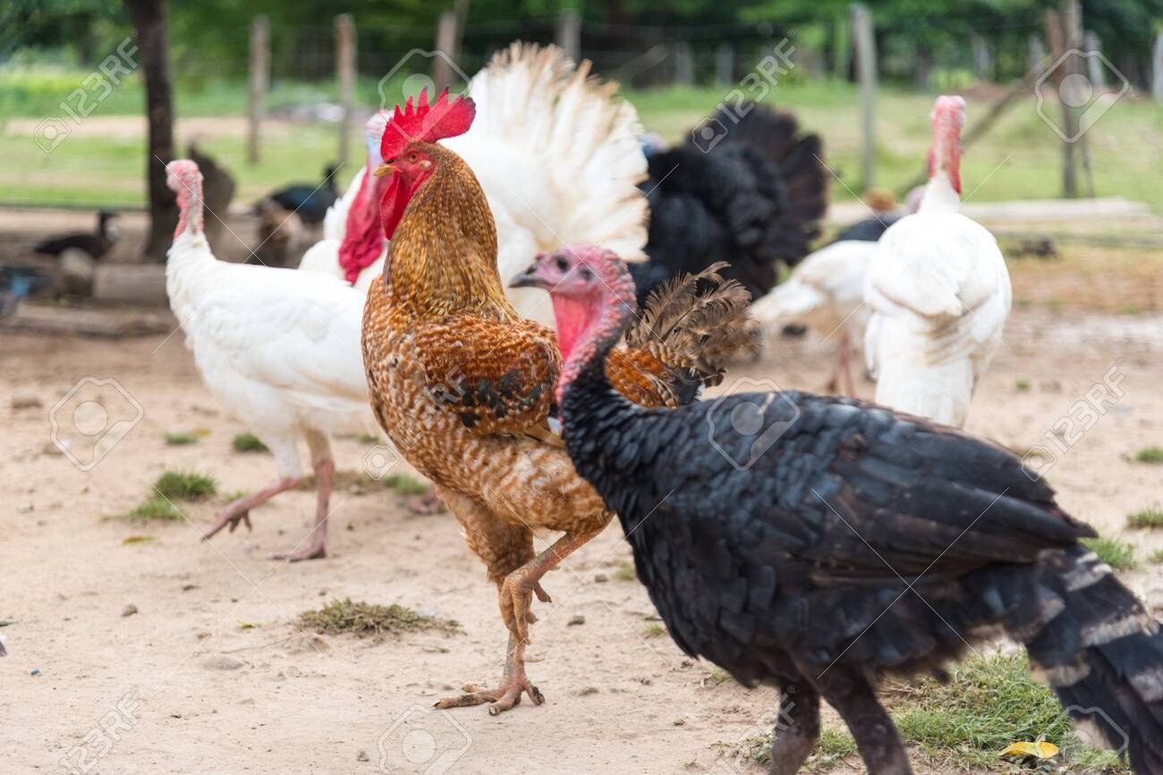 Pilota – Vaccino su pollo e tacchino – Piume avvelenate e dubbi
